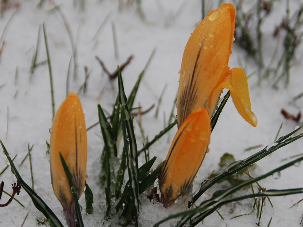 Schnee im Frühling