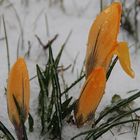 Schnee im Frühling