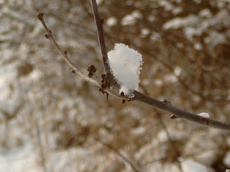 Schnee im Frühling