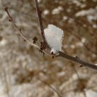 Schnee im Frühling