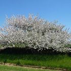 Schnee im Frühling