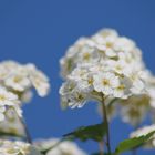 Schnee im Frühling?