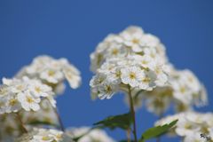 Schnee im Frühling?