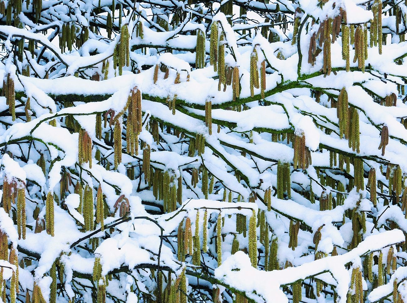 Schnee im Frühling