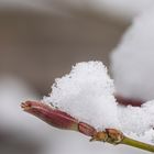 Schnee im Frühling