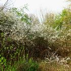 "Schnee im Frühling" Der Schwarzdorn!