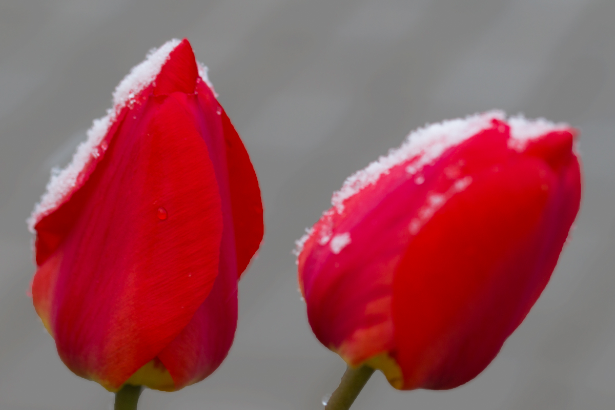 Schnee im Frühling