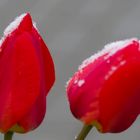 Schnee im Frühling