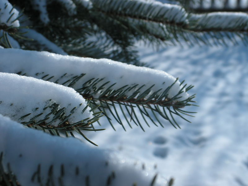 Schnee im Garten