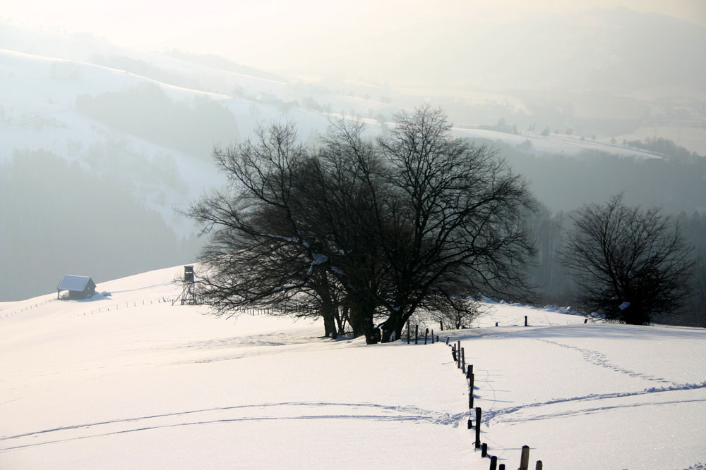 Schnee im Gegenlicht