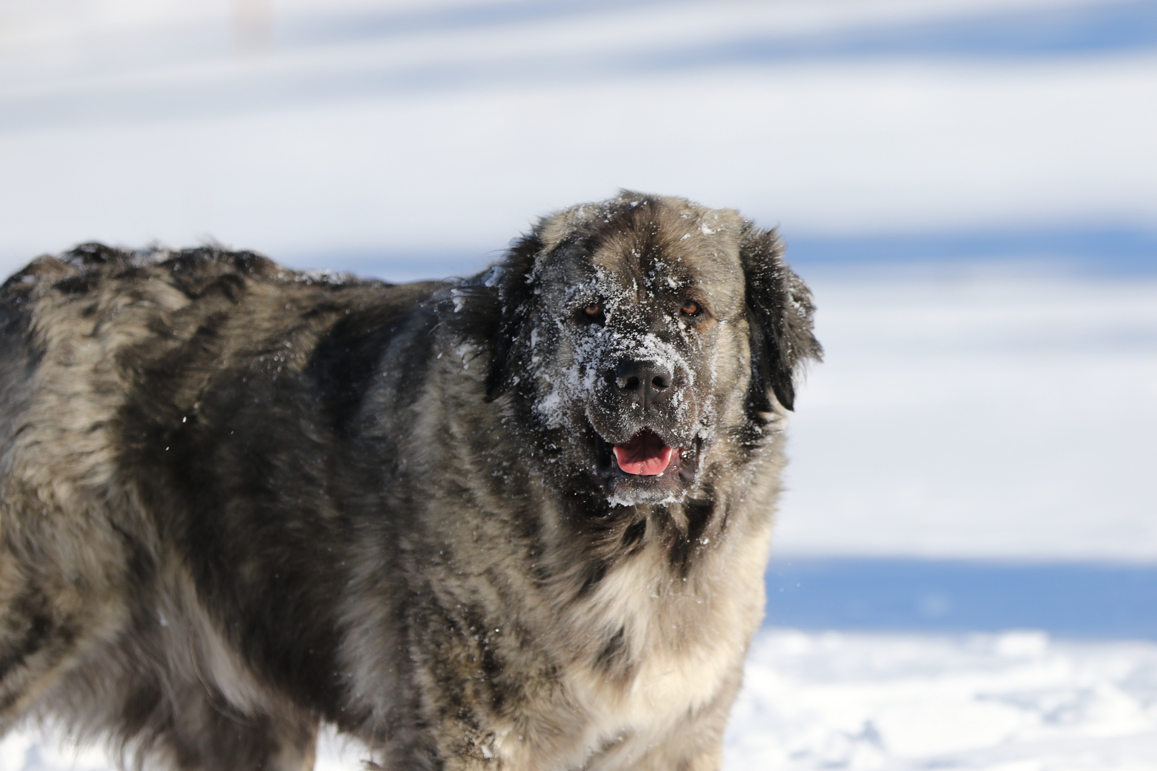 Schnee im Gesicht