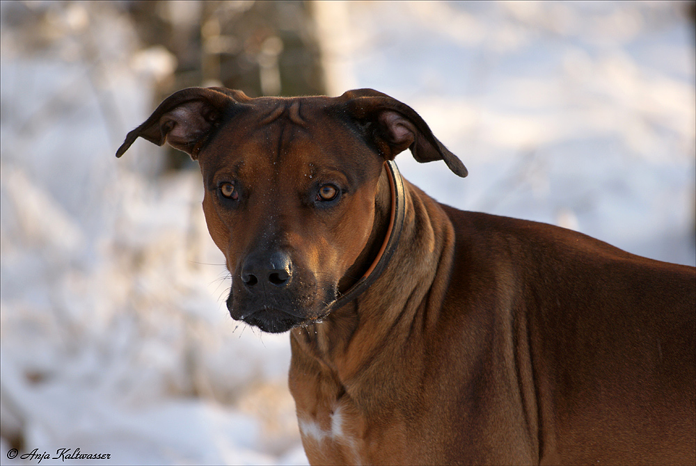 Schnee im Gesicht und trotzdem aufmerksam:-)