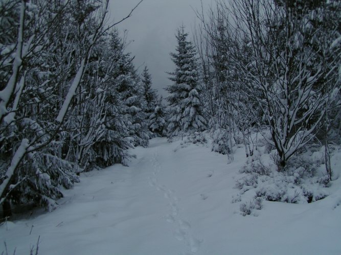 Schnee im Harz