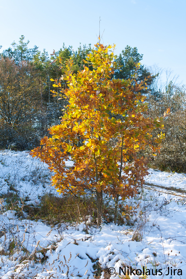 Schnee im Herbst