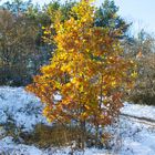 Schnee im Herbst