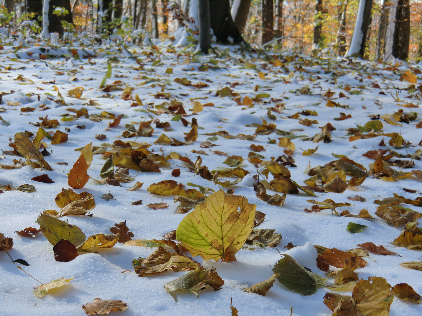 Schnee im Herbst,Oktober 2012