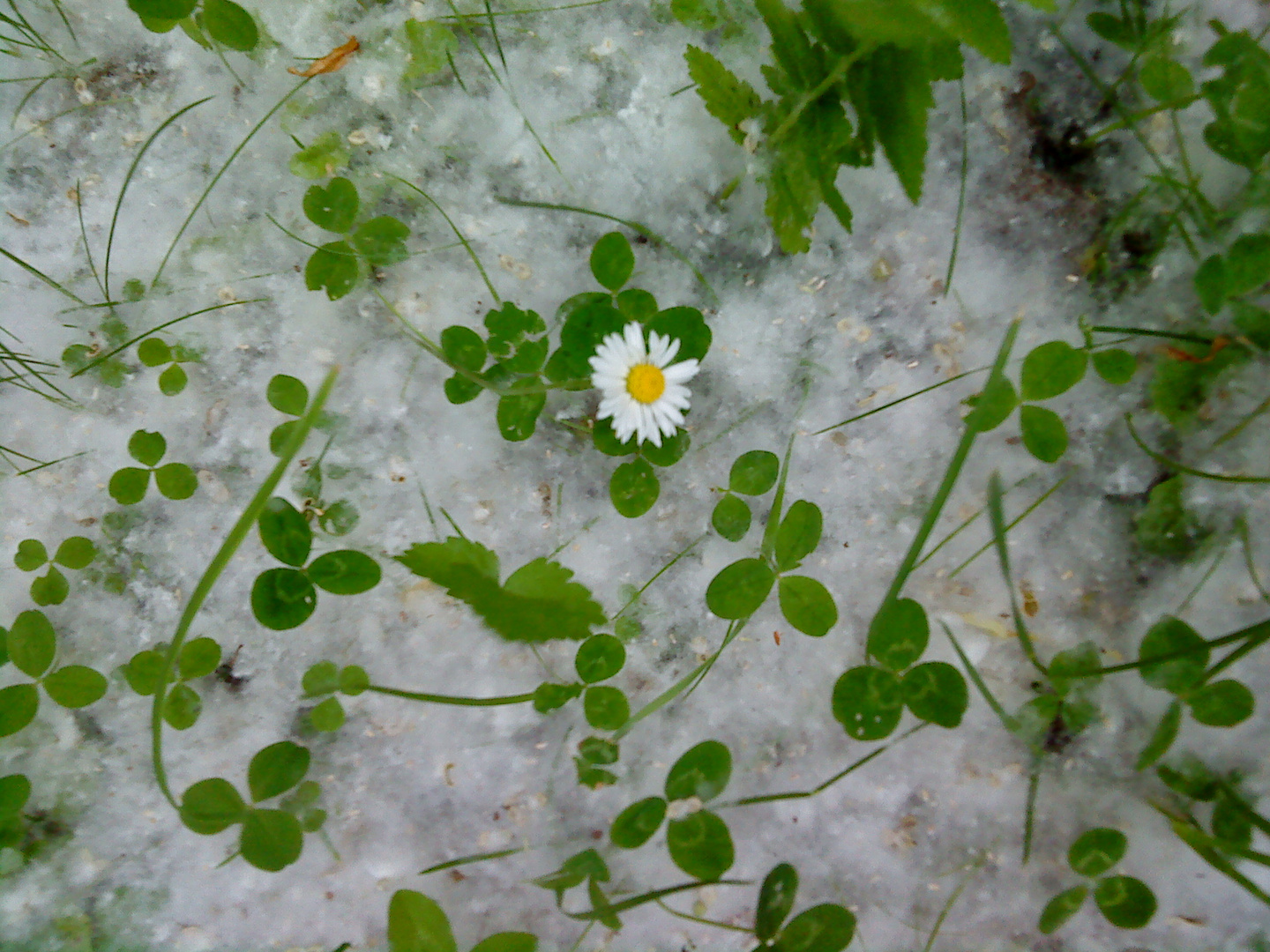 "Schnee" im Juni