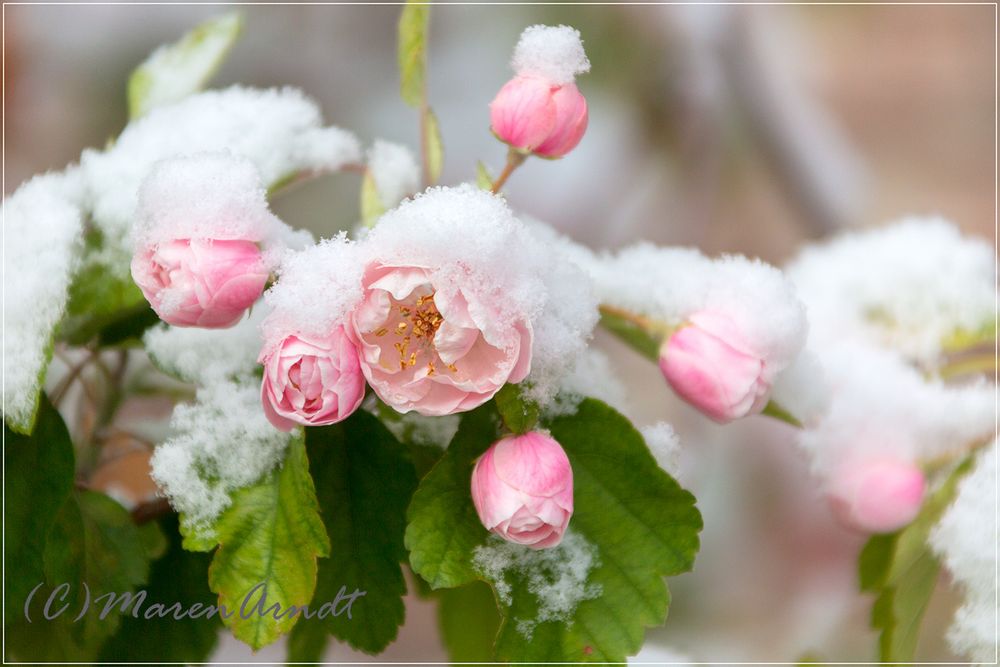 Schnee im Mai