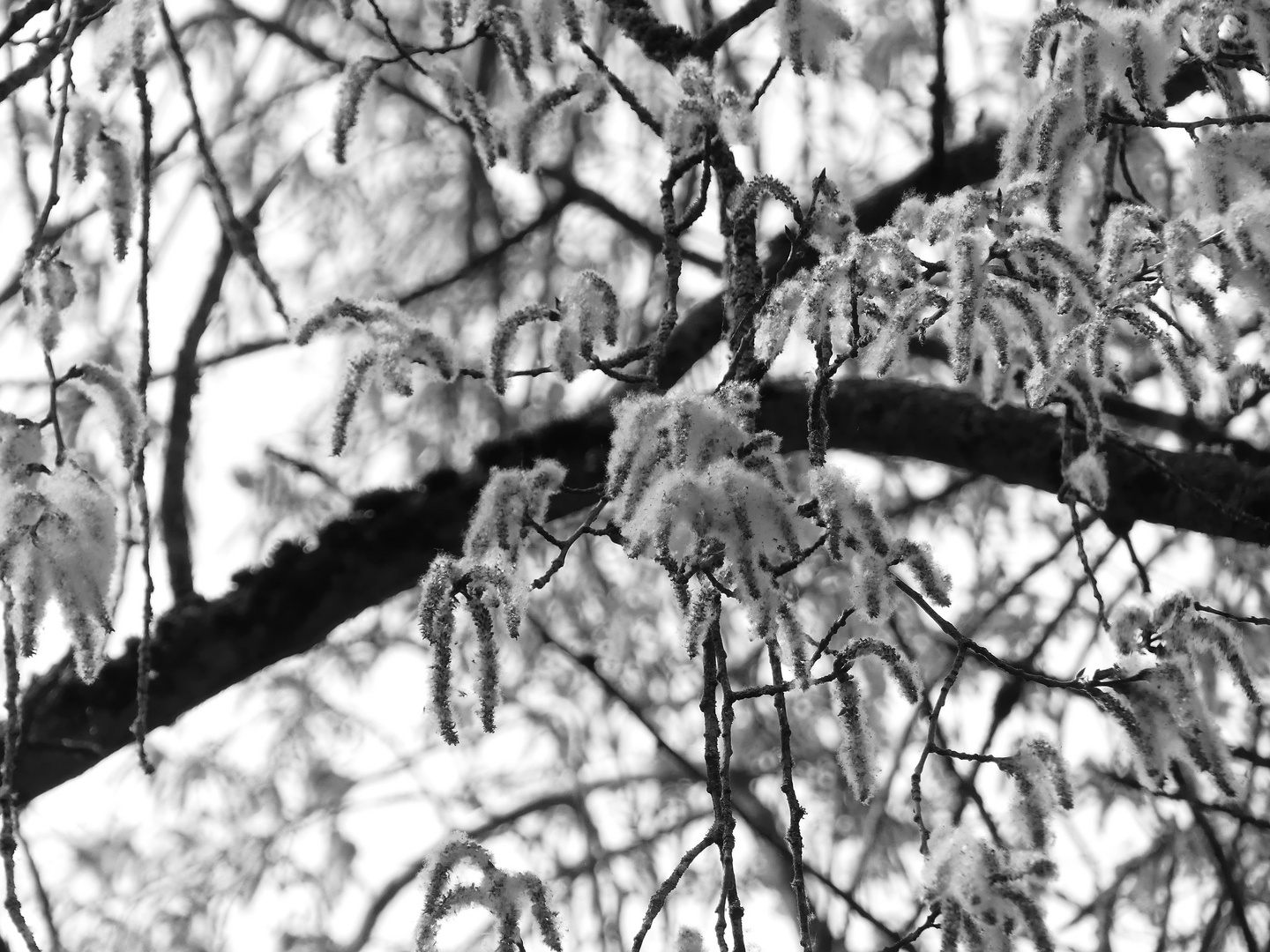 Schnee im Mai  -  die Blütenstände der Robinien 