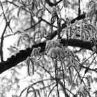 Schnee im Mai  -  die Blütenstände der Robinien 