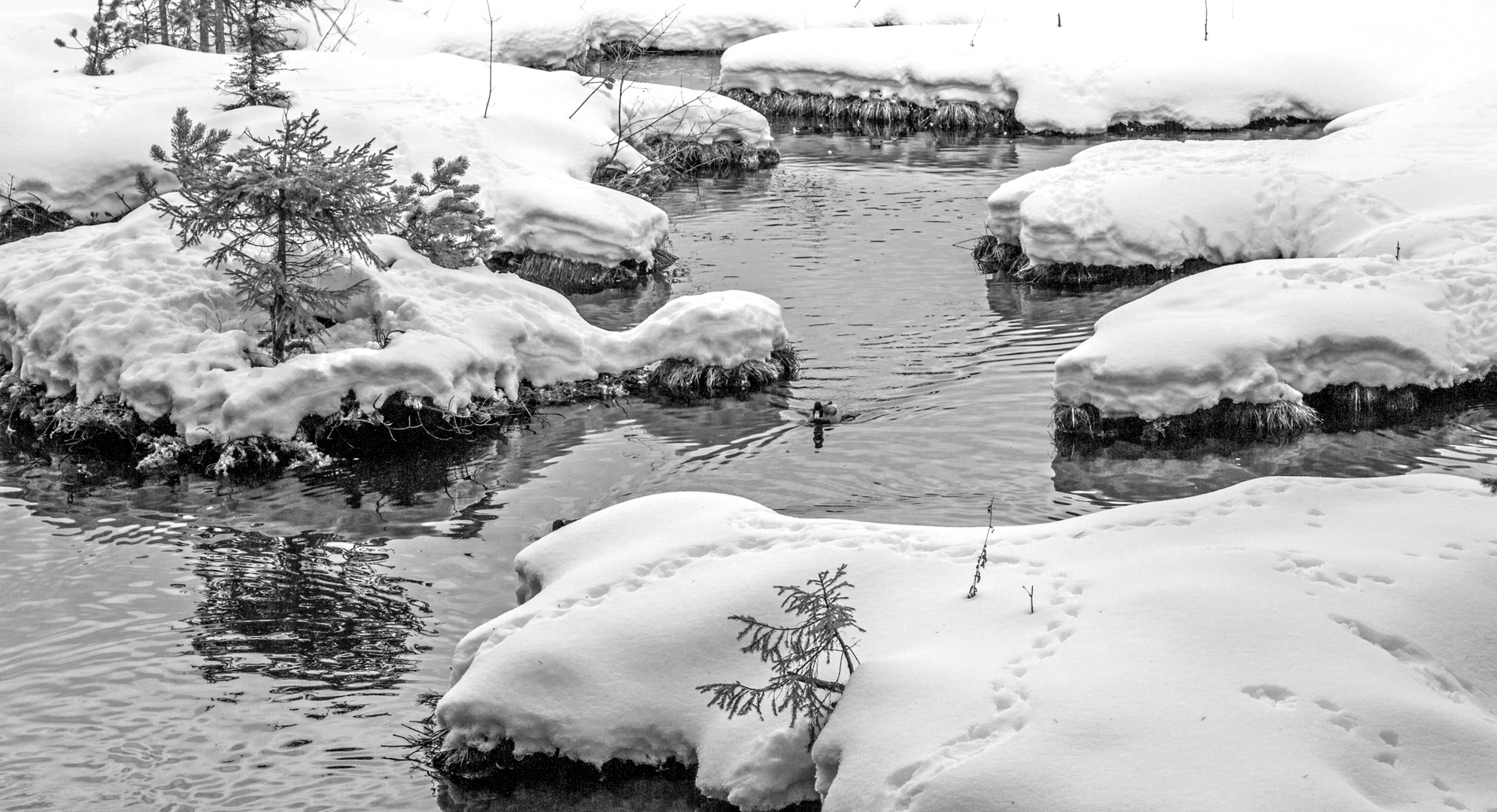 Schnee im Moor