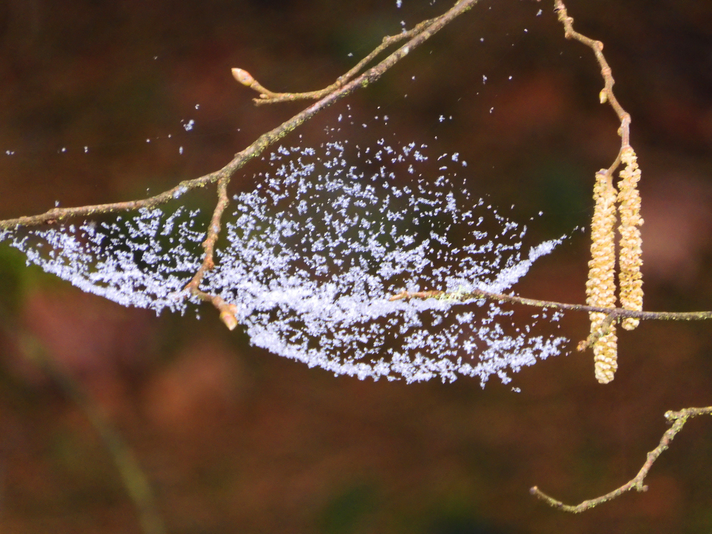 Schnee im Netz