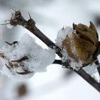 Schnee im November