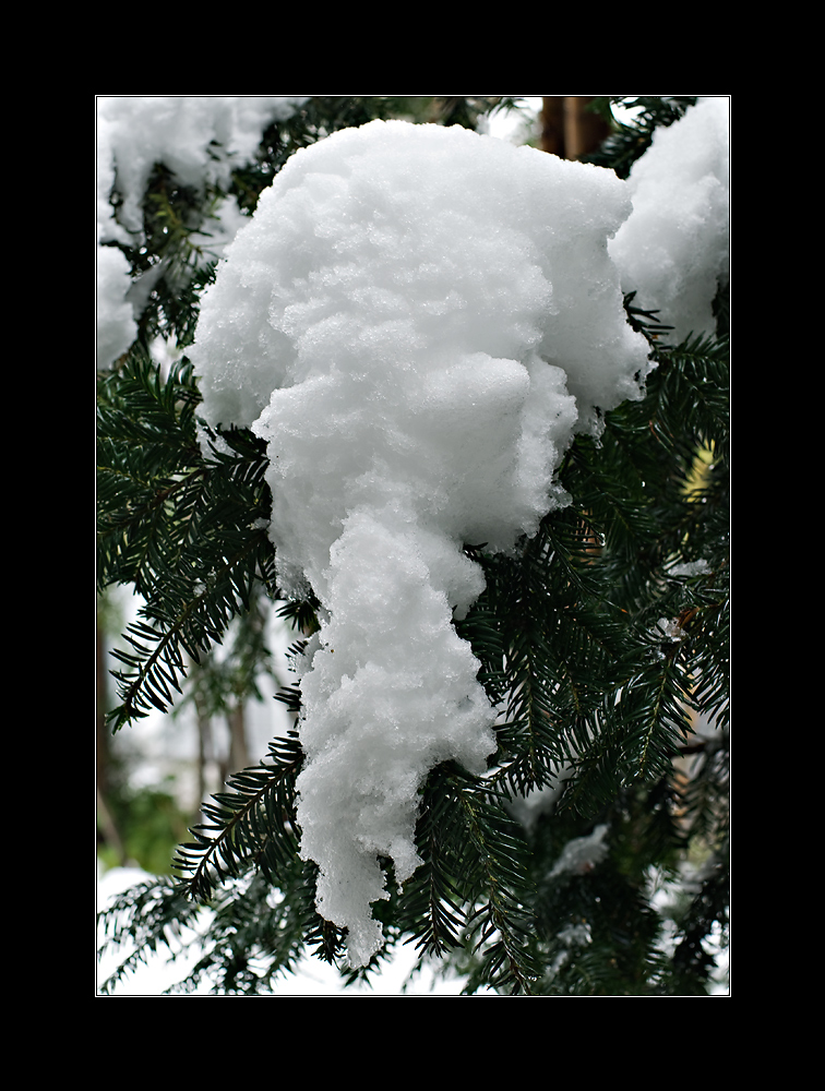 Schnee im November und nächste wieder grüne Weihnachten?