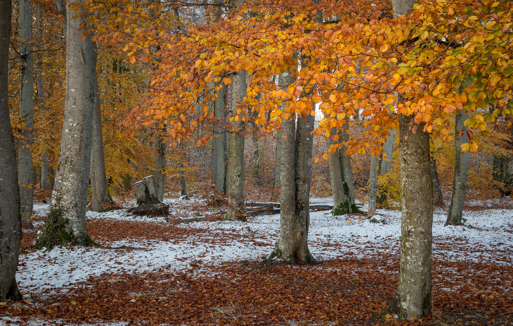 Schnee im Novemberwald