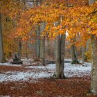 Schnee im Novemberwald