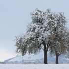 Schnee im Oktober/ein Apfelbaum