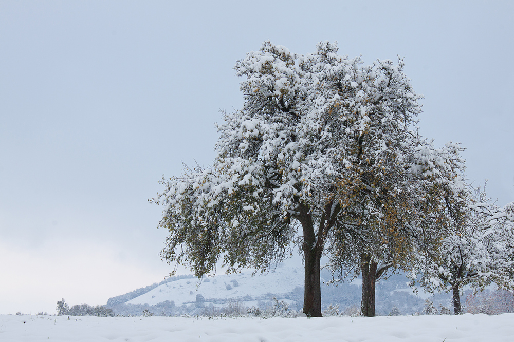 Schnee im Oktober/ein Apfelbaum