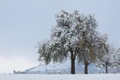 Schnee im Oktober/ein Apfelbaum