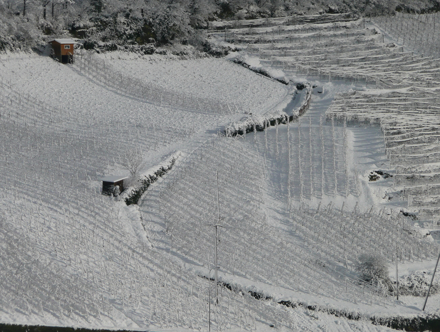 Schnee im Rebberg