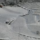 Schnee im Rebberg