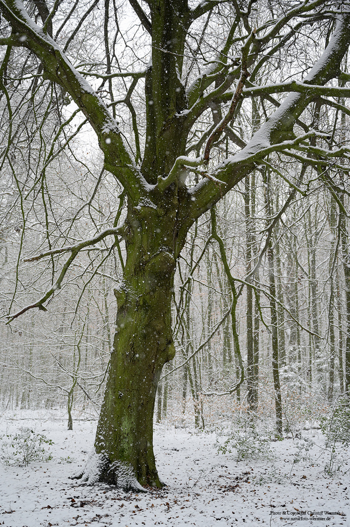 Schnee im Ruhrgebiet