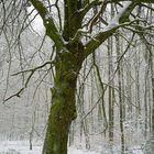 Schnee im Ruhrgebiet