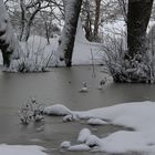 Schnee im Schwarzwald