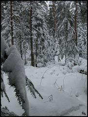 Schnee im Schwarzwald