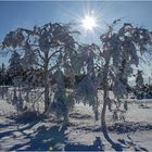 Schnee im Schwarzwald