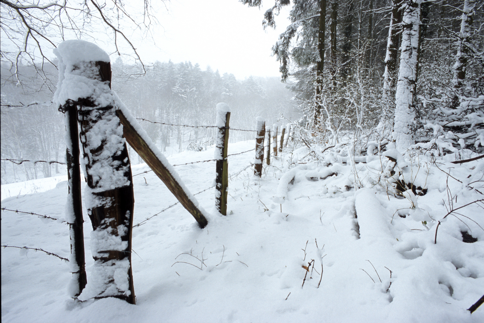 Schnee im Siebengebirge