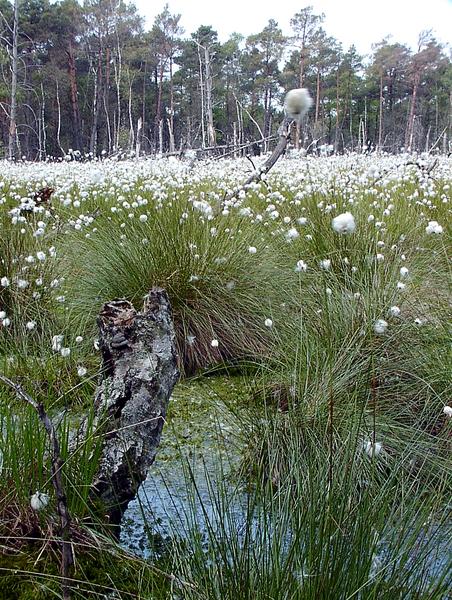 Schnee im Sommer?