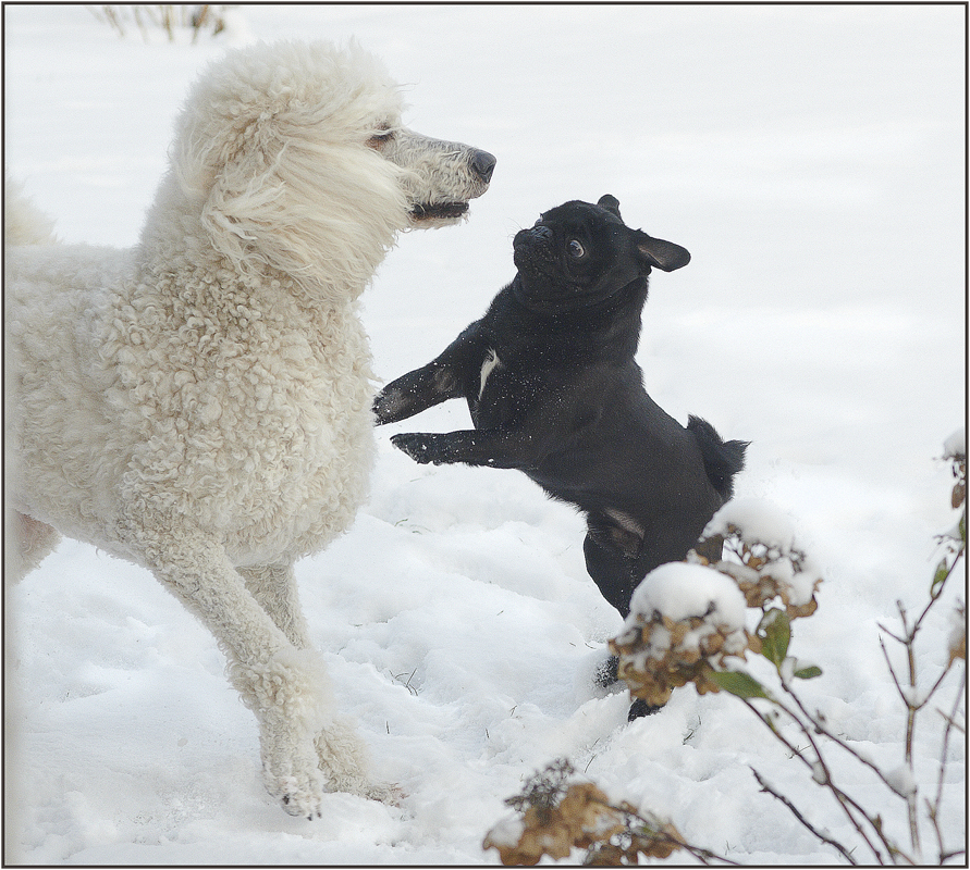 Schnee im Tanz