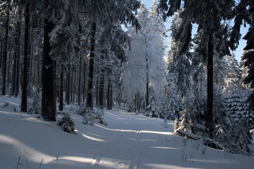 Schnee im Taunus bei Frankfurt am Main