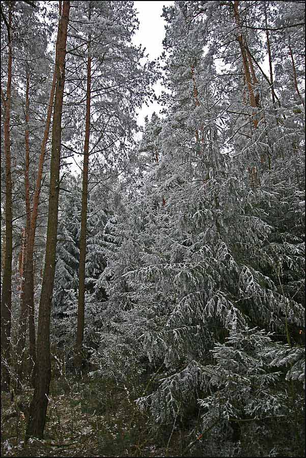 Schnee im tiefsten Wald