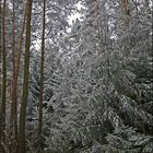 Schnee im tiefsten Wald