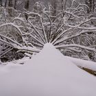 Schnee im Wald # 2