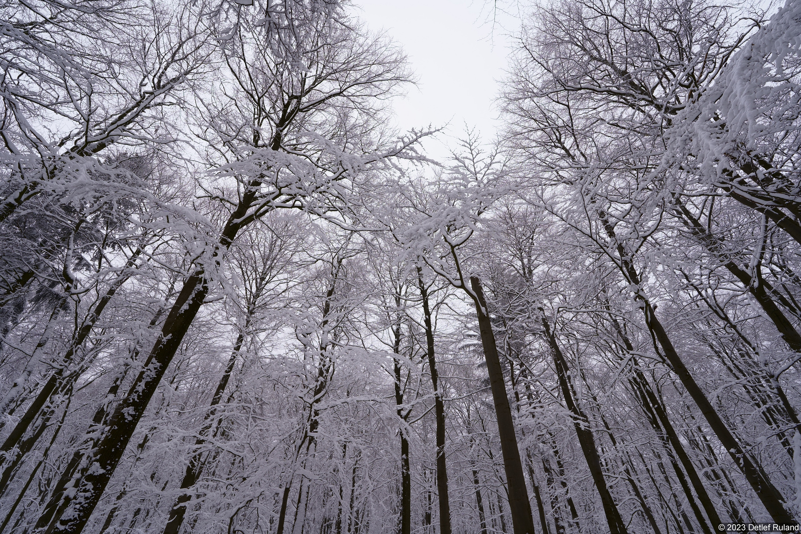 Schnee im Wald # 3