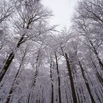 Schnee im Wald # 3