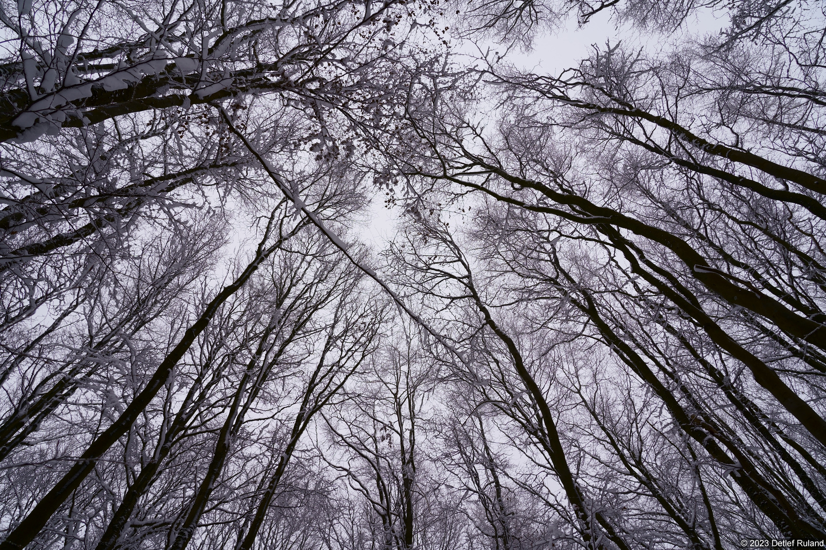 Schnee im Wald # 4